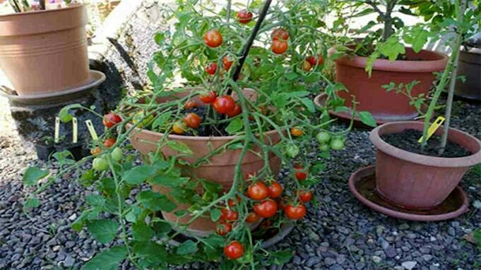 Cultiver Des Tomates Parfaites