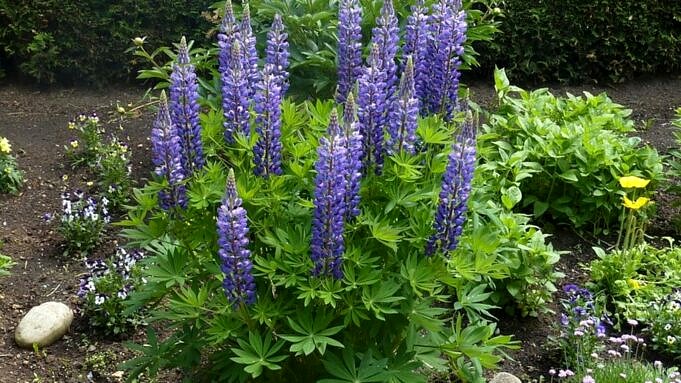 Guide Des Lupins. Lupinus Care And Grown