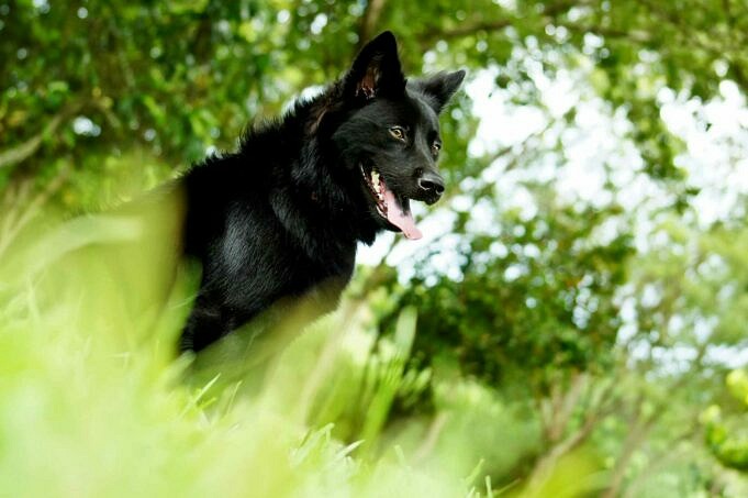 Informations Photos Faits Histoire Et Caracteristiques Sur Kunming Wolfdog