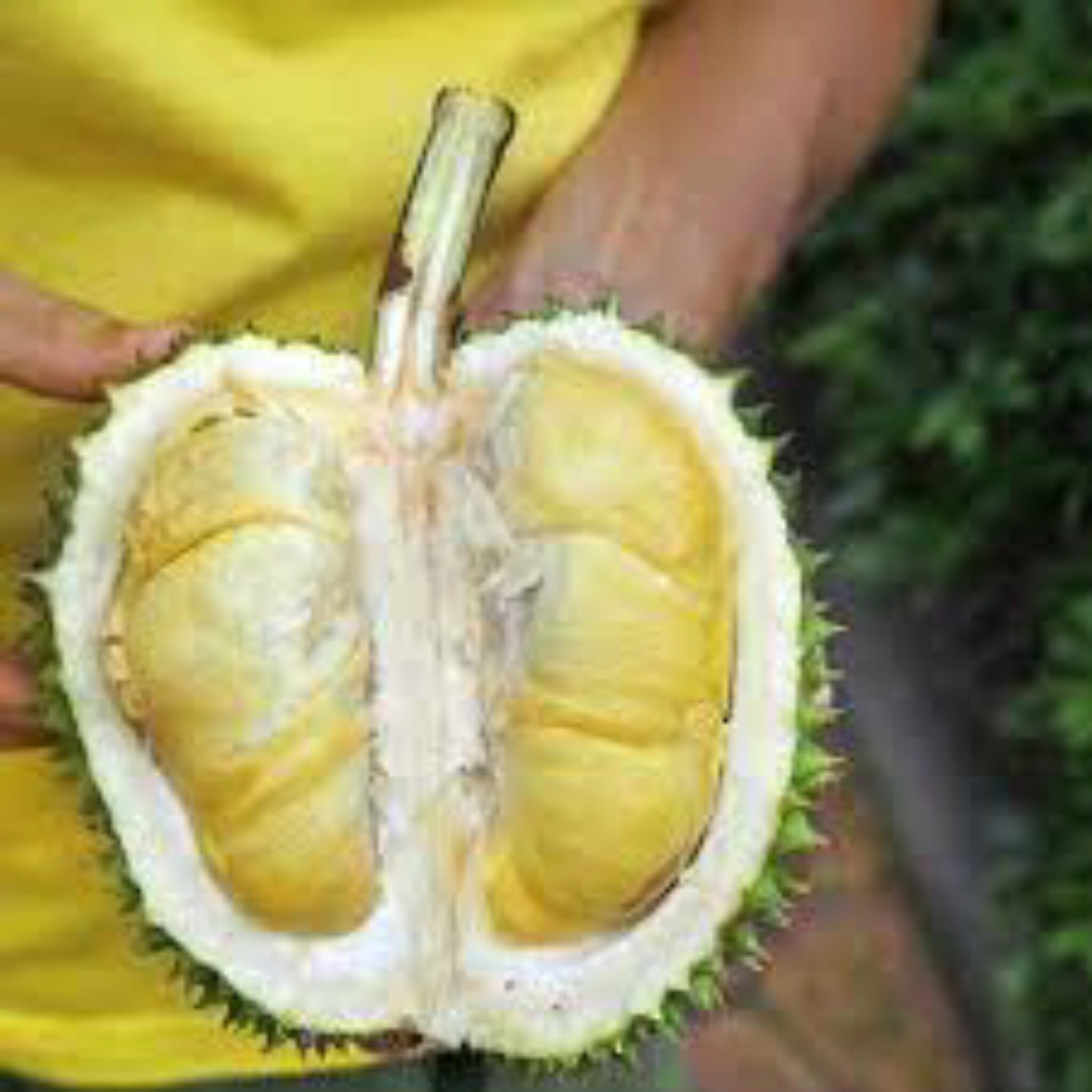 Les Chiens Peuvent ils Manger Du Durian Voici Ce Que Vous Devez Savoir