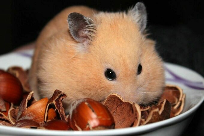 Les Hamsters Peuvent ils Manger Des Carottes